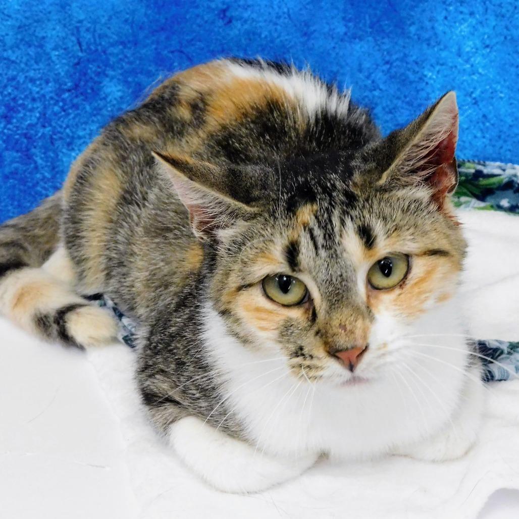 Chessie, a Adoptable Domestic Short Hair in Peoria, IL image 6/6