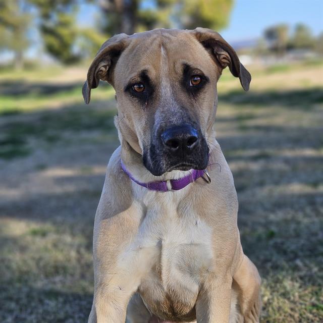 CEDAR* — thumbnail 2