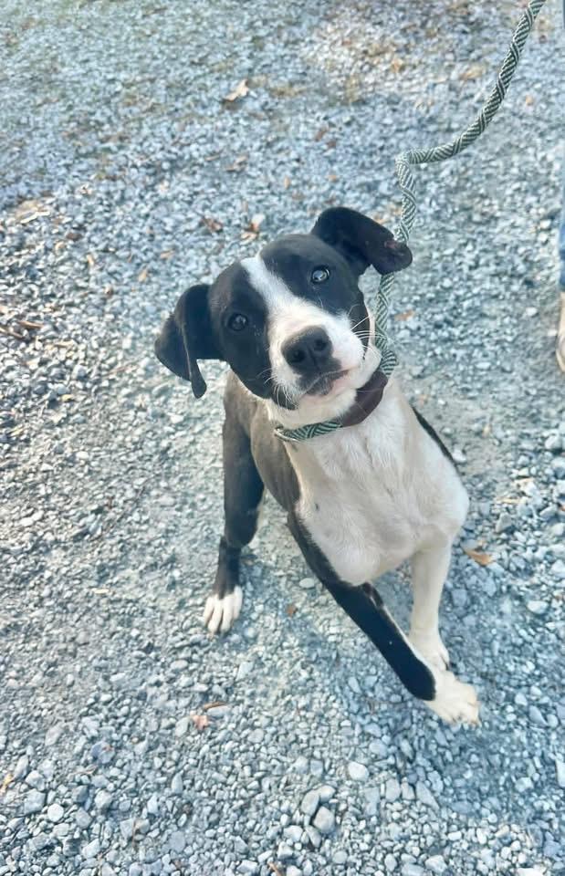 Enlarge Roll, a ADOPTABLE Mixed Breed in Elizabethtown, NC image 1/1