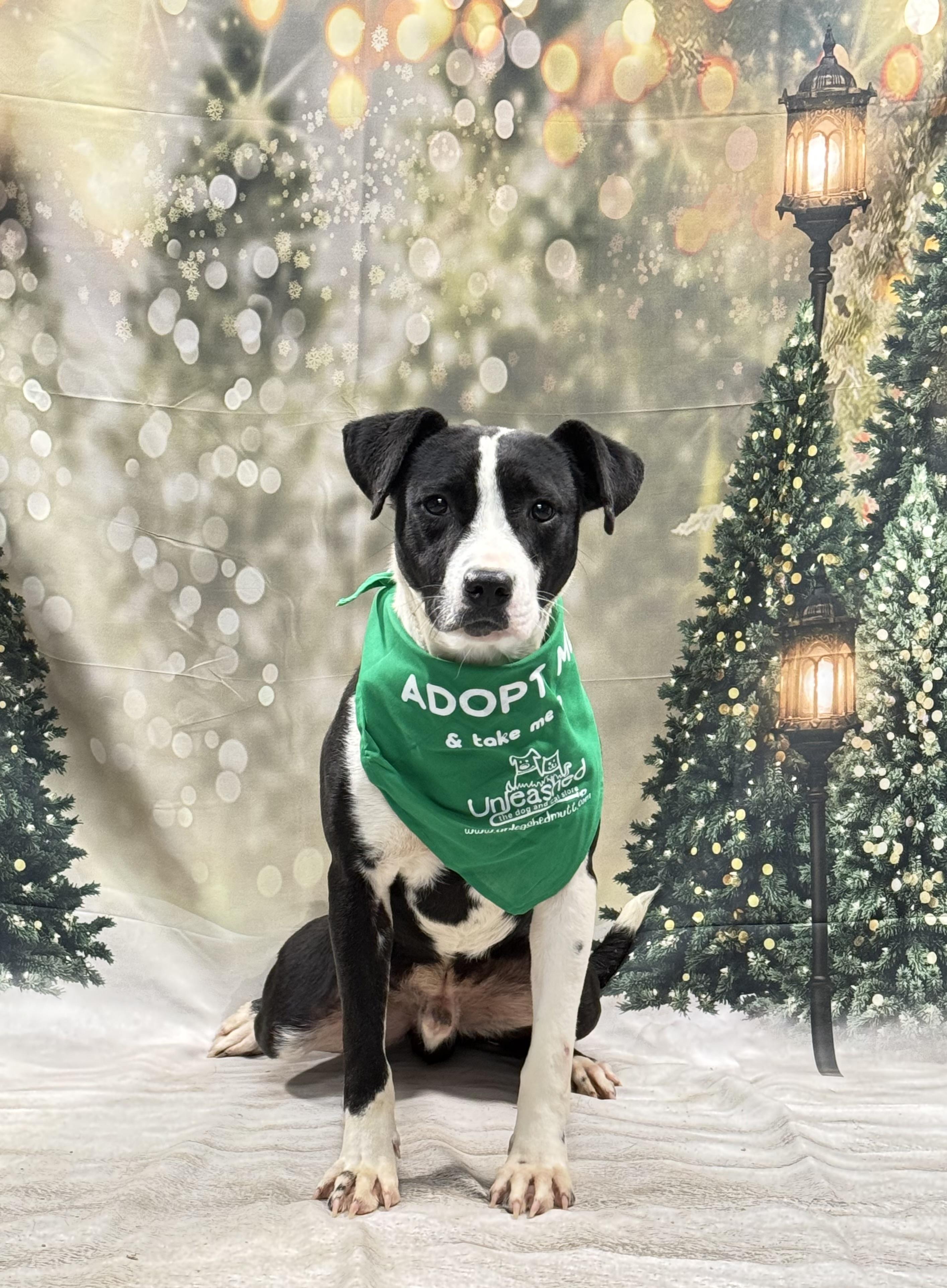 Roll, ADOPTABLE, Adult Male Mixed Breed.