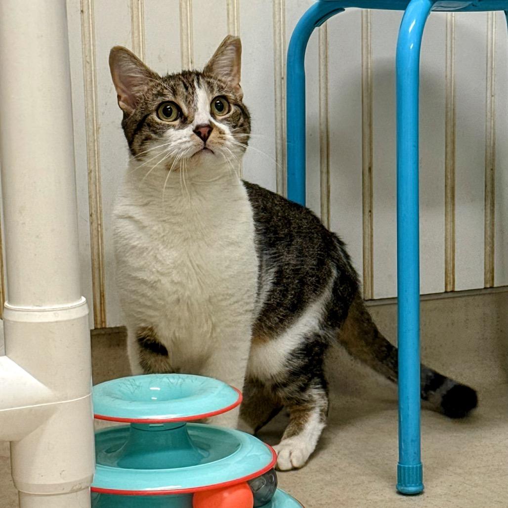 25-15 Pearl, Adoptable, Adult Female Domestic Short Hair.