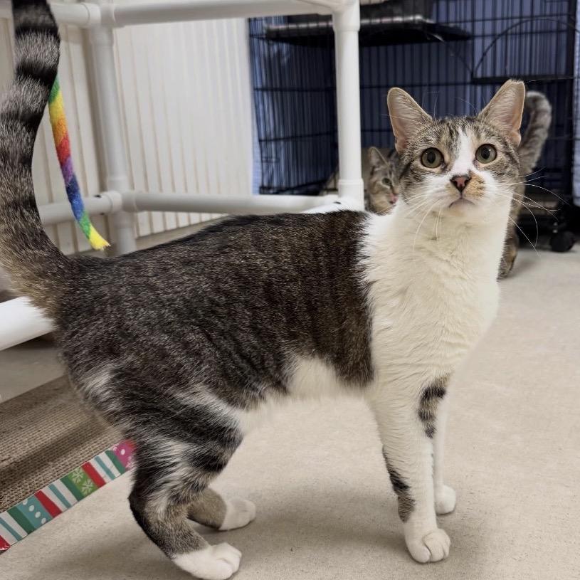 Enlarge 25-15 Pearl, a Adoptable Domestic Short Hair in North Branford, CT image 3/6