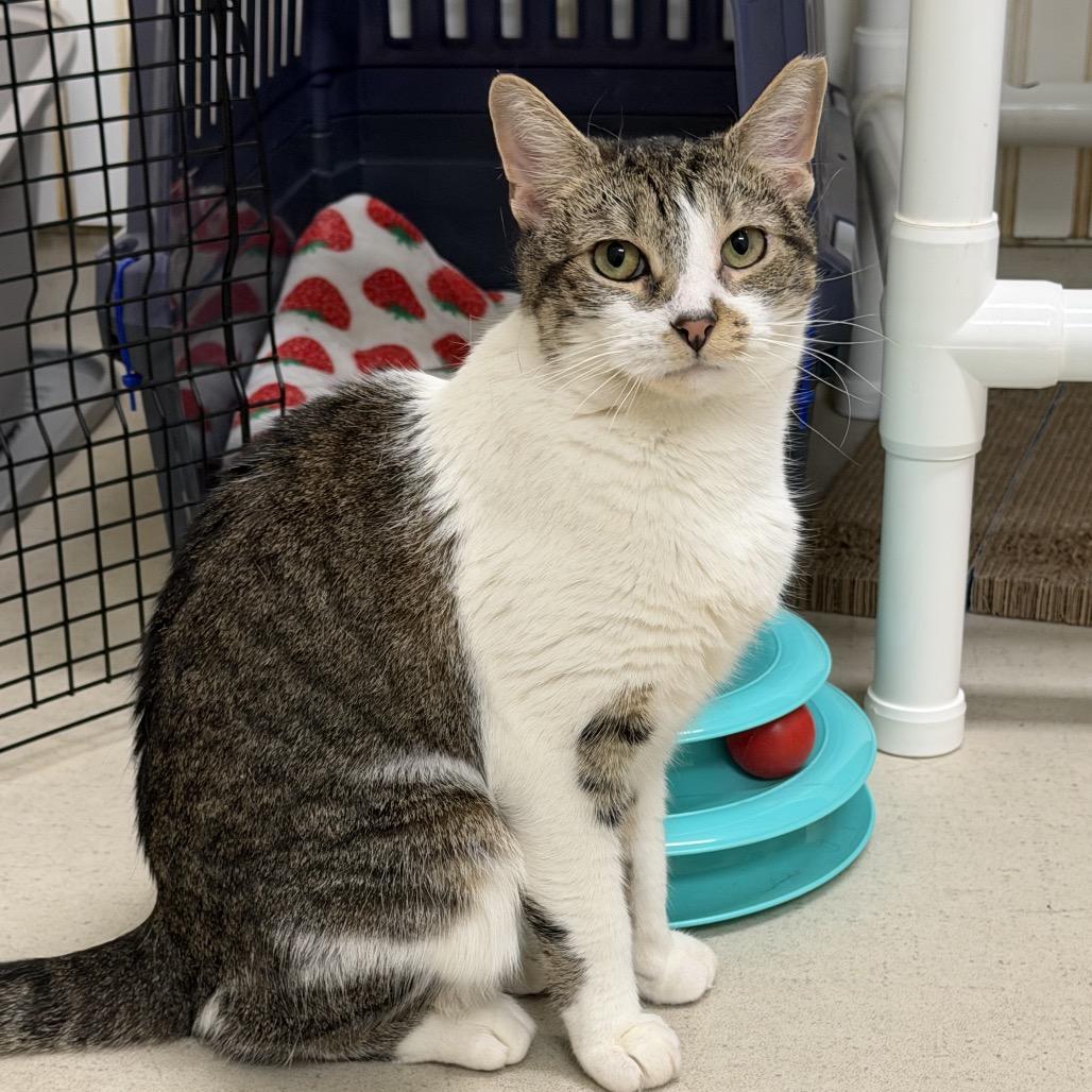 Enlarge 25-15 Pearl, a Adoptable Domestic Short Hair in North Branford, CT image 4/6