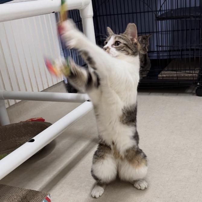 Enlarge 25-15 Pearl, a Adoptable Domestic Short Hair in North Branford, CT image 5/6