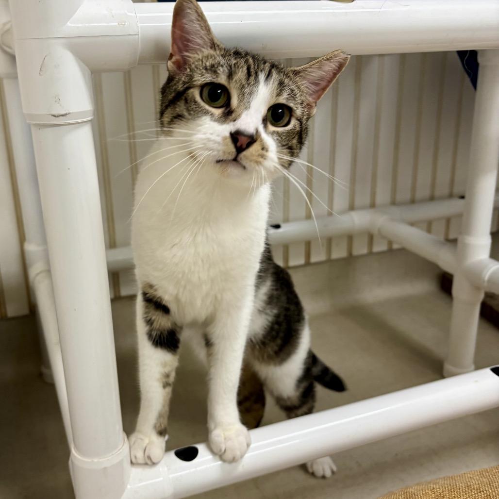 Enlarge 25-15 Pearl, a Adoptable Domestic Short Hair in North Branford, CT image 6/6