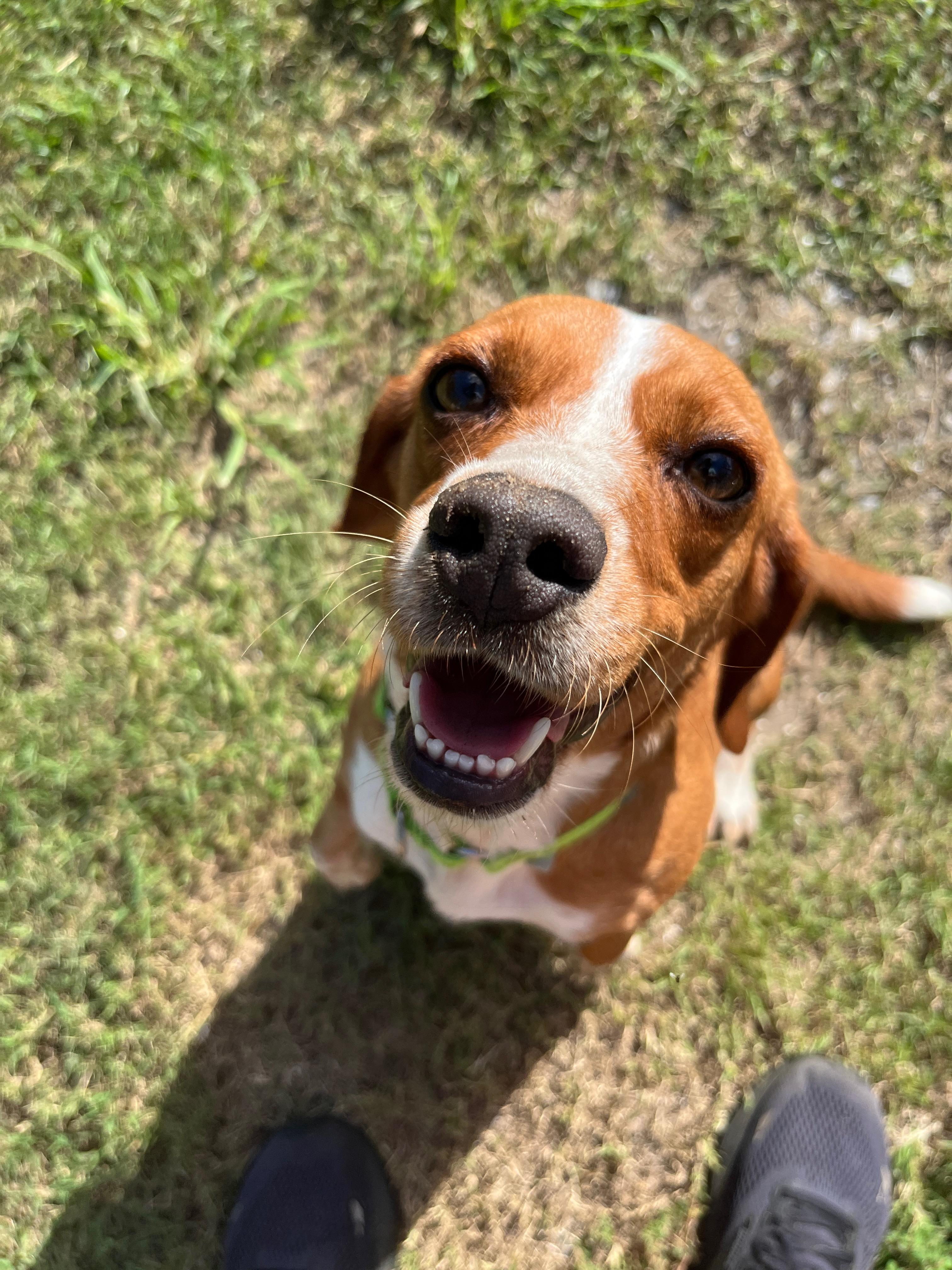 MEIMEI, a ADOPTABLE Beagle in Edisto Island, SC image 6/6