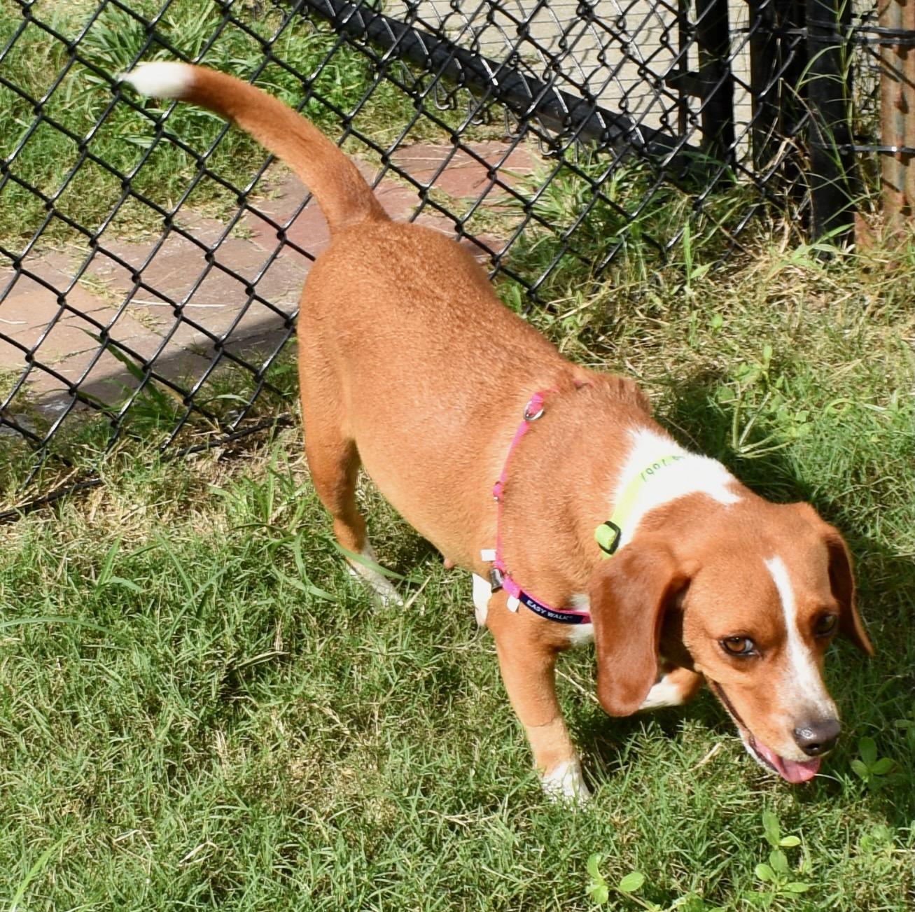 MEIMEI, a ADOPTABLE Beagle in Edisto Island, SC image 3/6