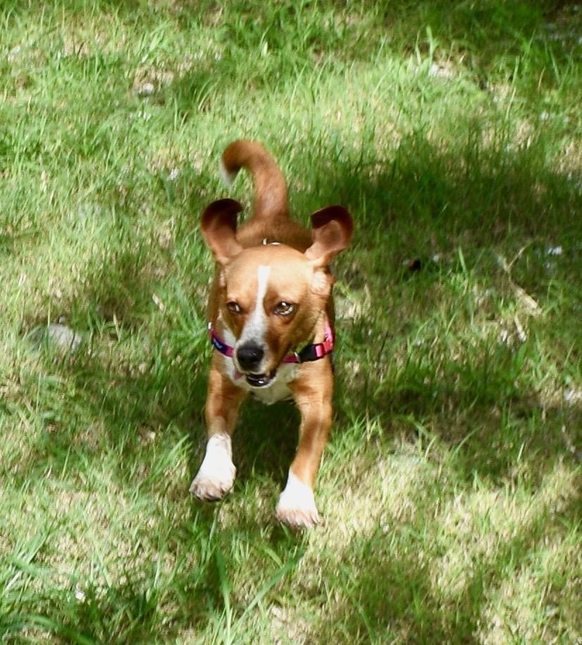 MEIMEI, a ADOPTABLE Beagle in Edisto Island, SC image 4/6