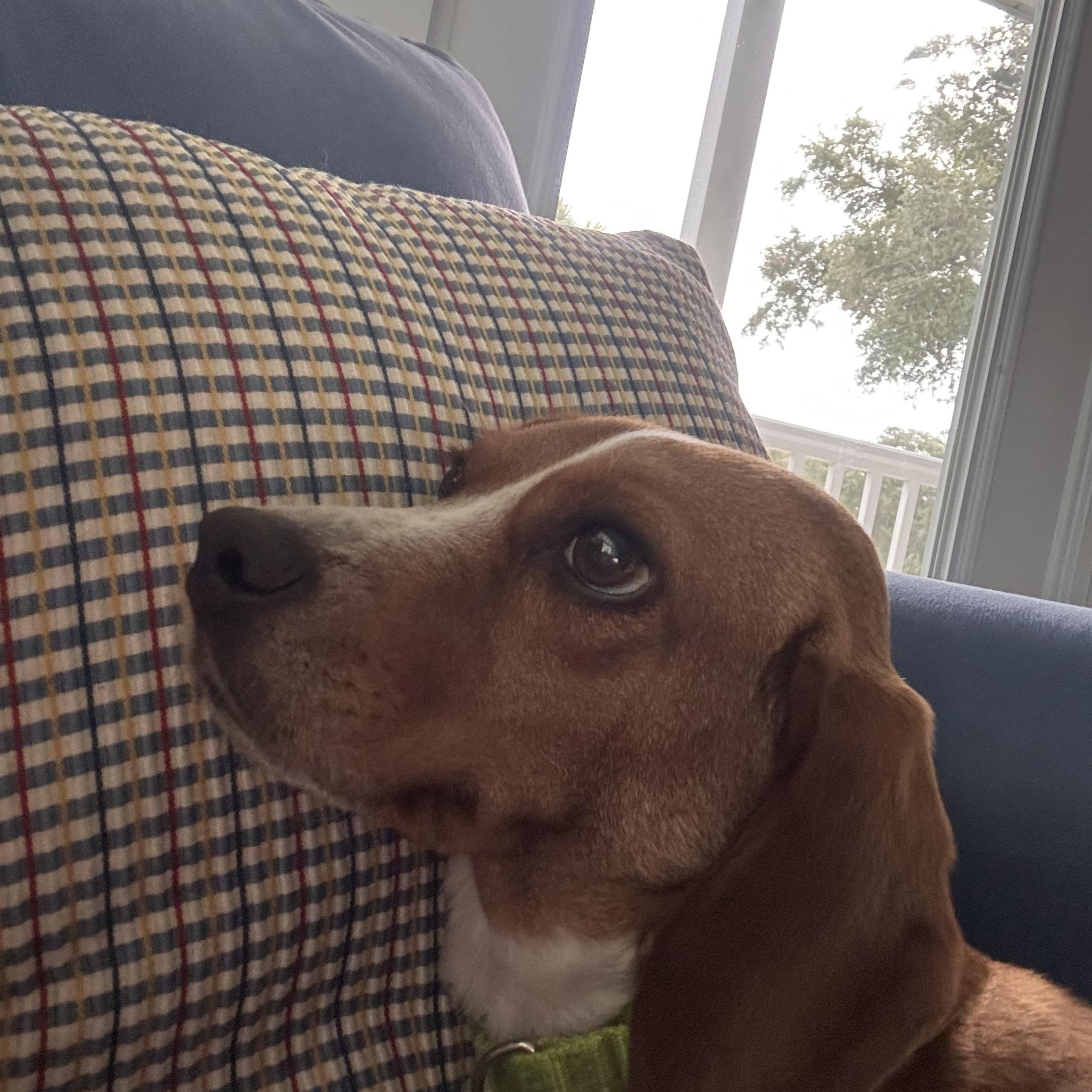 MEIMEI, a ADOPTABLE Beagle in Edisto Island, SC image 2/6