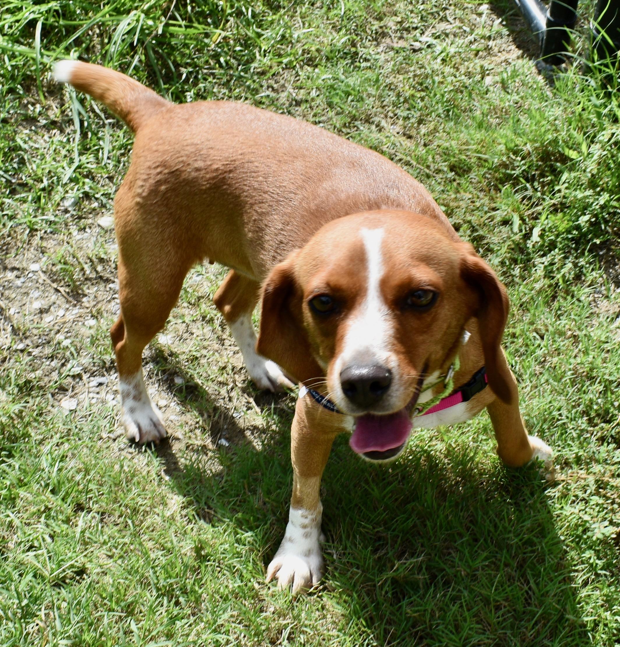 MEIMEI, ADOPTABLE, Young Male Beagle.