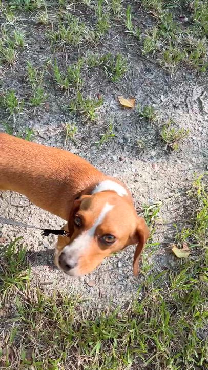 Enlarge MEIMEI, a ADOPTABLE Beagle in Edisto Island, SC video 5/6