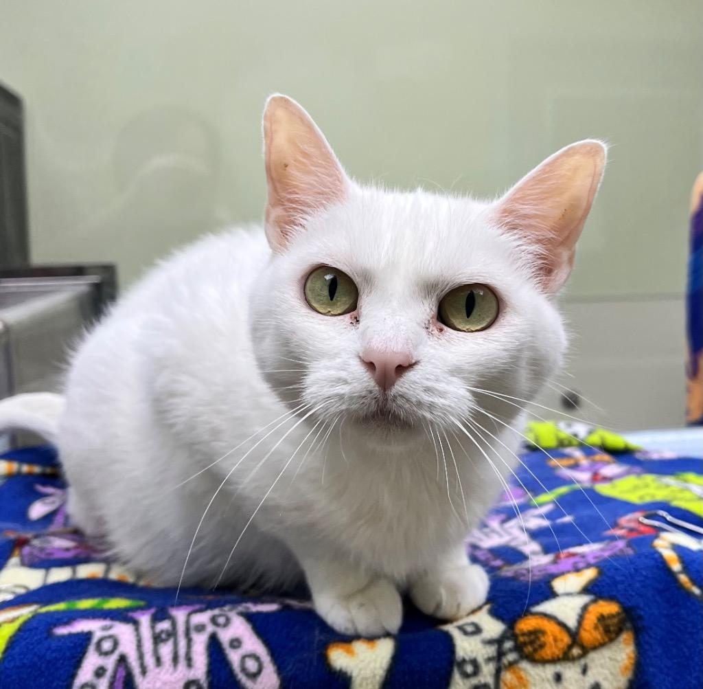 Sugar / Joy, Adoptable, Senior Female Domestic Short Hair.