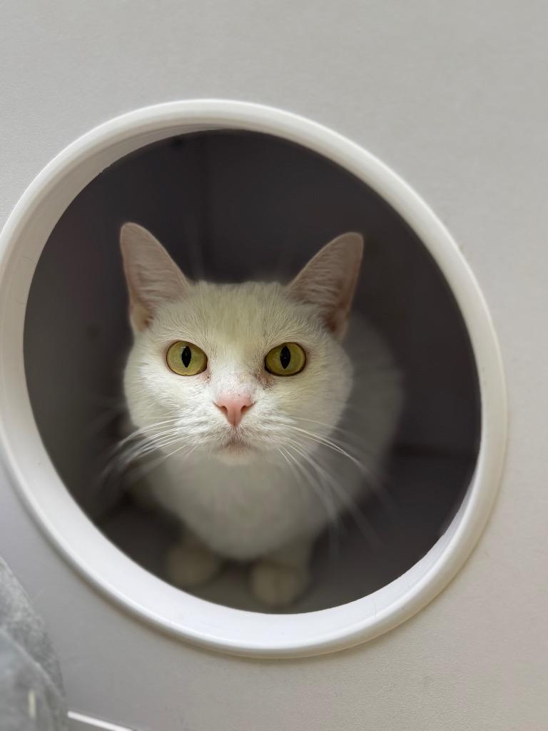 Enlarge Sugar / Joy, a Adoptable mixed breed in Shorewood, IL image 1/4