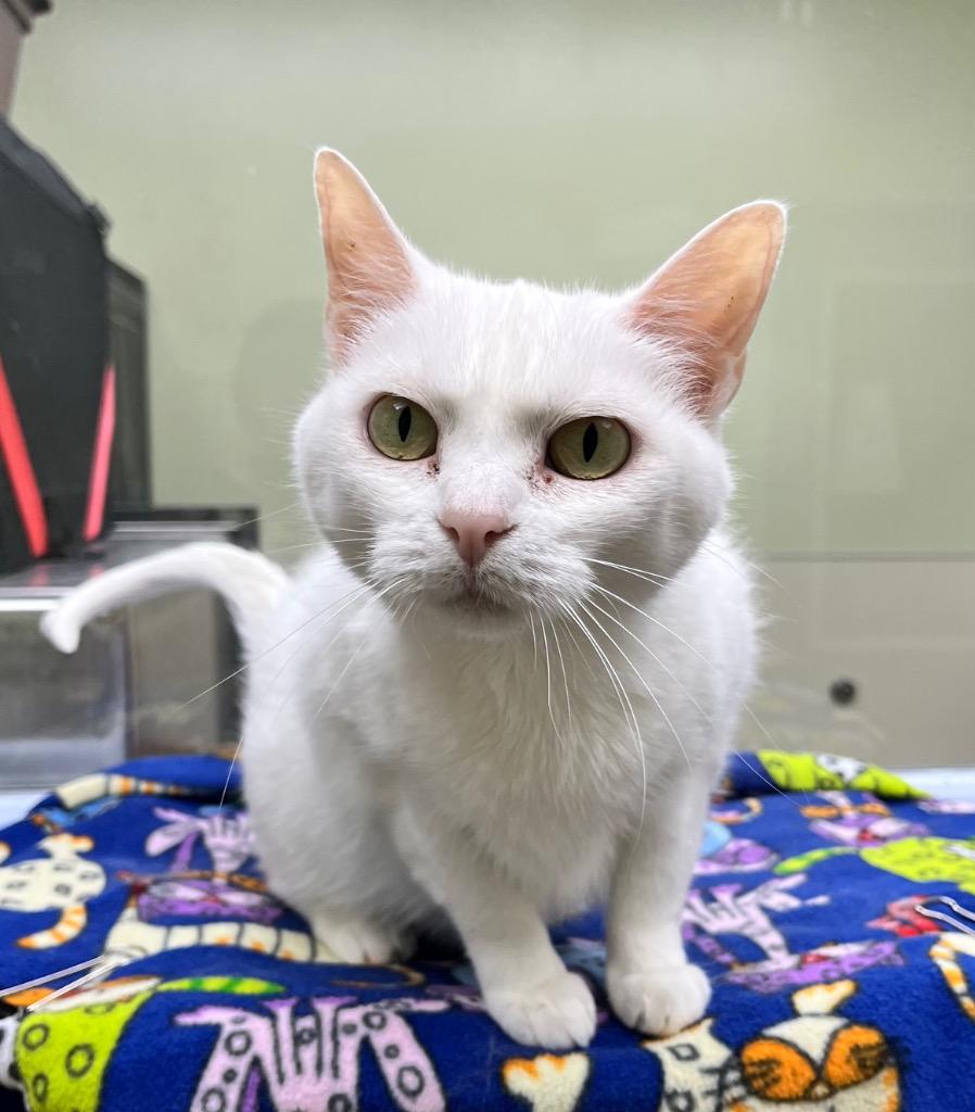 Sugar / Joy, a Adoptable mixed breed in Shorewood, IL image 3/6