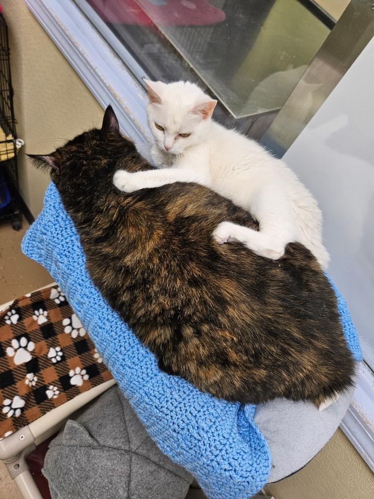 Enlarge Sugar / Joy, a Adoptable mixed breed in Shorewood, IL image 2/4