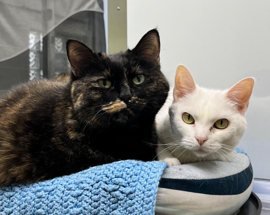 Enlarge Sugar / Joy, a Adoptable mixed breed in Shorewood, IL image 3/4