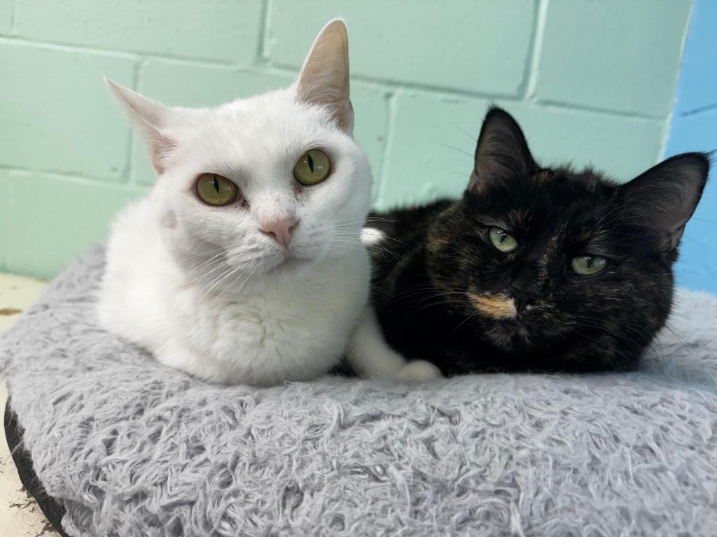 Enlarge Sugar / Joy, a Adoptable mixed breed in Shorewood, IL image 4/4