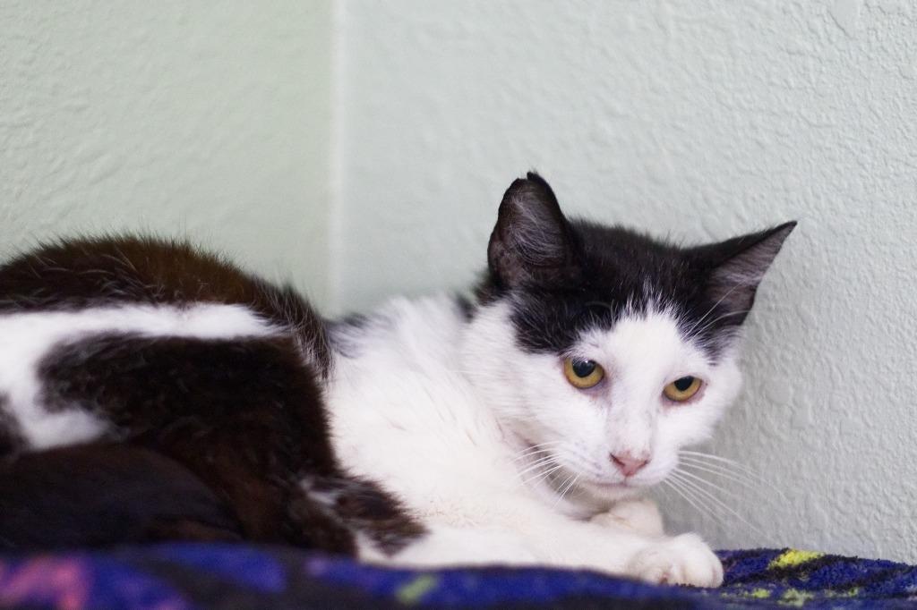 Alberta, Adoptable, Senior Female Domestic Short Hair.