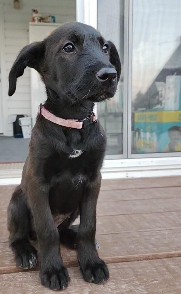 Enlarge Yang, a Adoptable mixed breed in Boulder, CO image 1/6