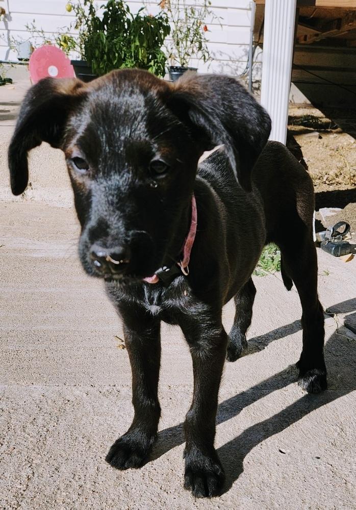 Enlarge Yang, a Adoptable mixed breed in Boulder, CO image 2/6
