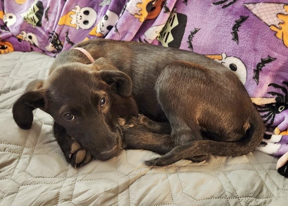 Enlarge Yang, a Adoptable mixed breed in Boulder, CO image 3/6