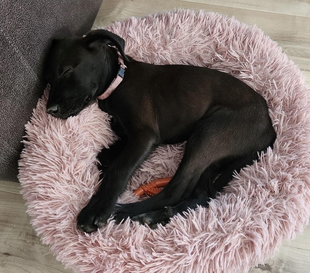 Enlarge Yang, a Adoptable mixed breed in Boulder, CO image 4/6