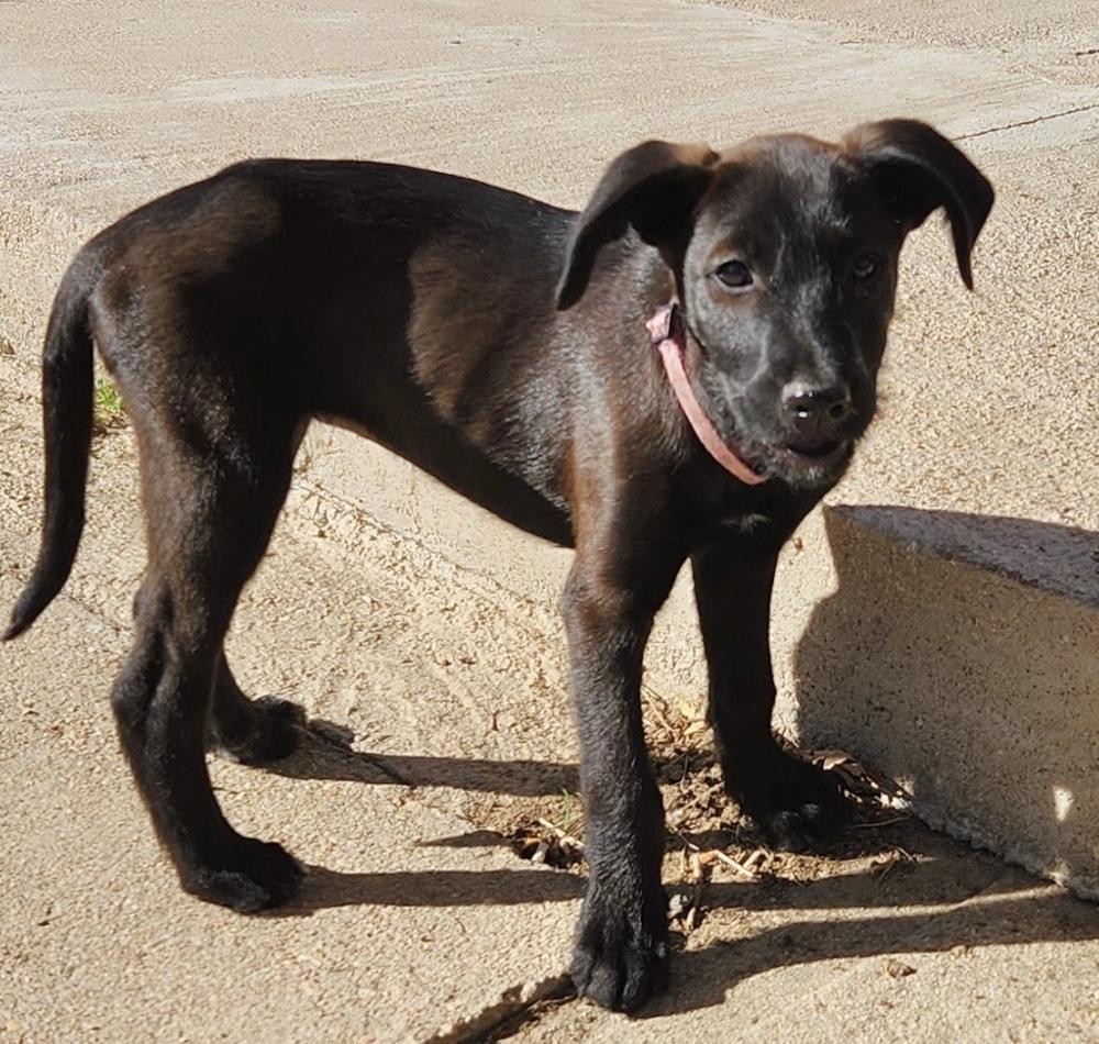 Enlarge Yang, a Adoptable mixed breed in Boulder, CO image 5/6