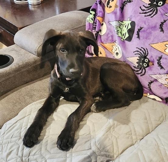 Enlarge Yang, a Adoptable mixed breed in Boulder, CO image 6/6