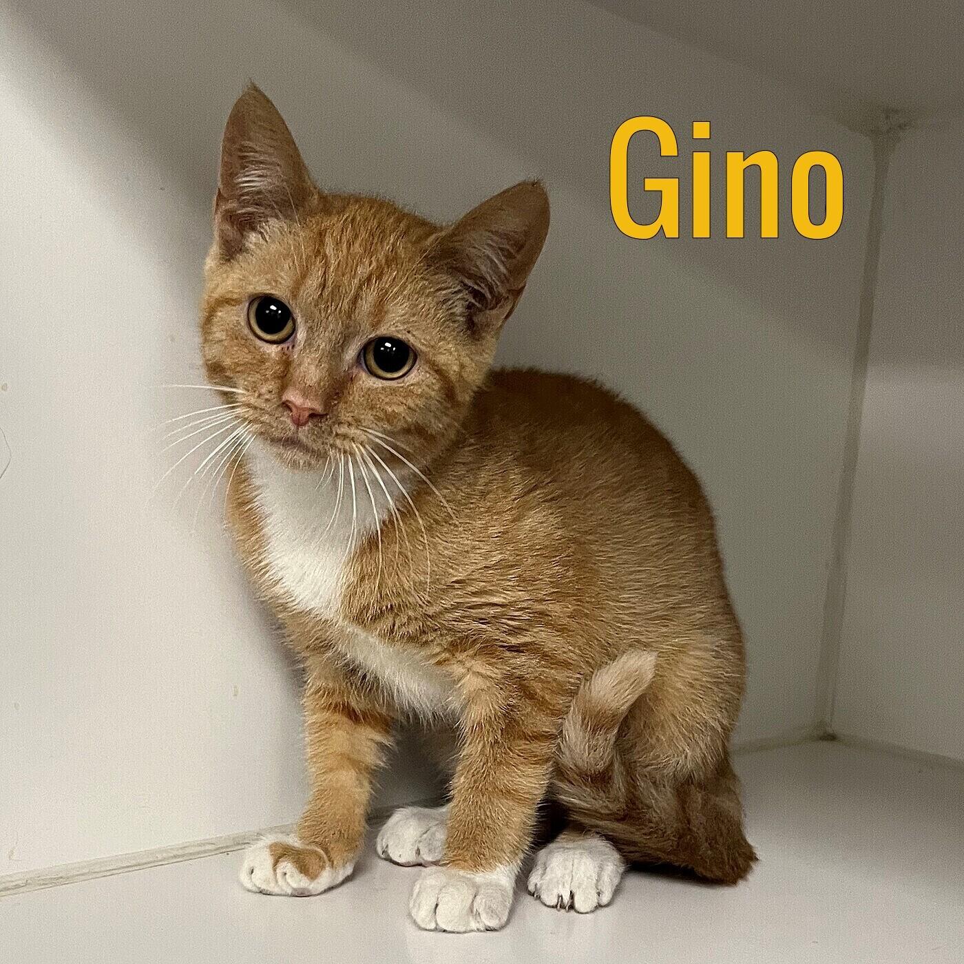 Gino, Baby Male unknown