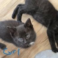 Whisker Biscuit, Adoptable, Kitten Female Domestic Short Hair.