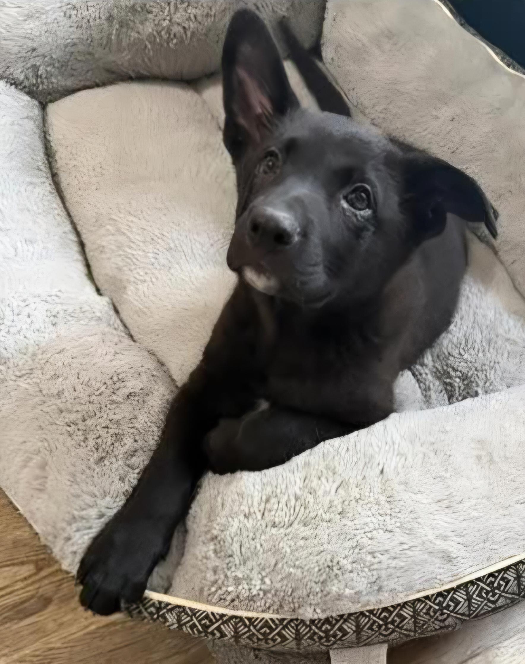 Eclair, an adopted mixed breed in Sioux City, IA image 3/4