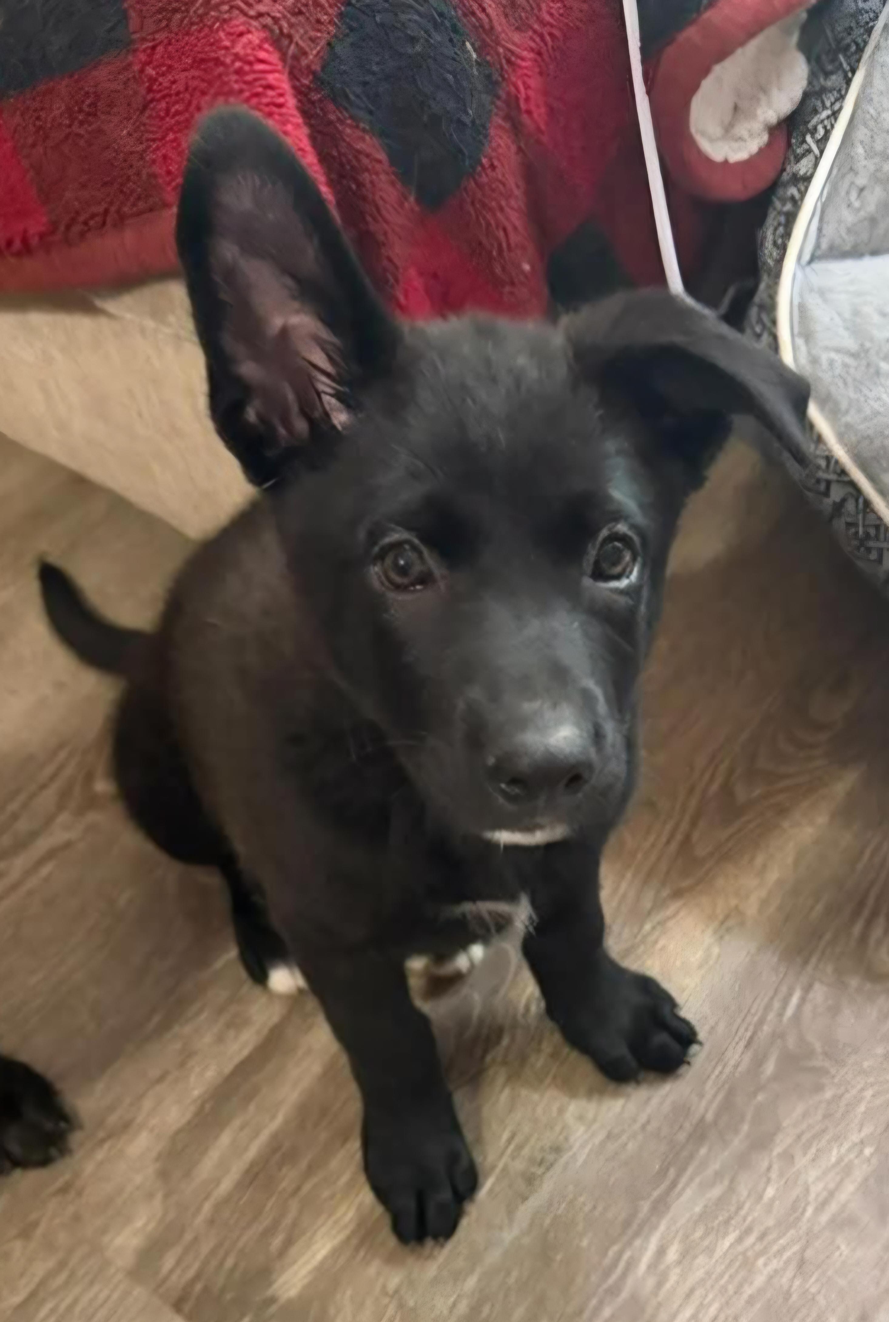 Eclair, adopted, Puppy Female Shepherd.