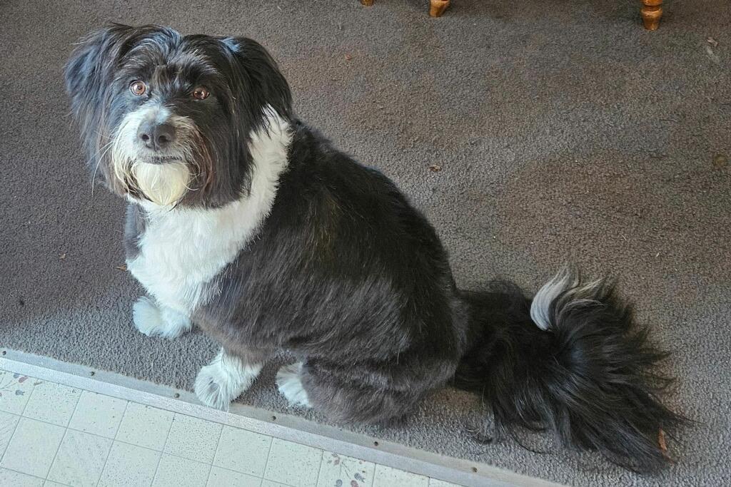 Enlarge Millie, a ADOPTABLE Bearded Collie in Charlotte, NC image 2/4