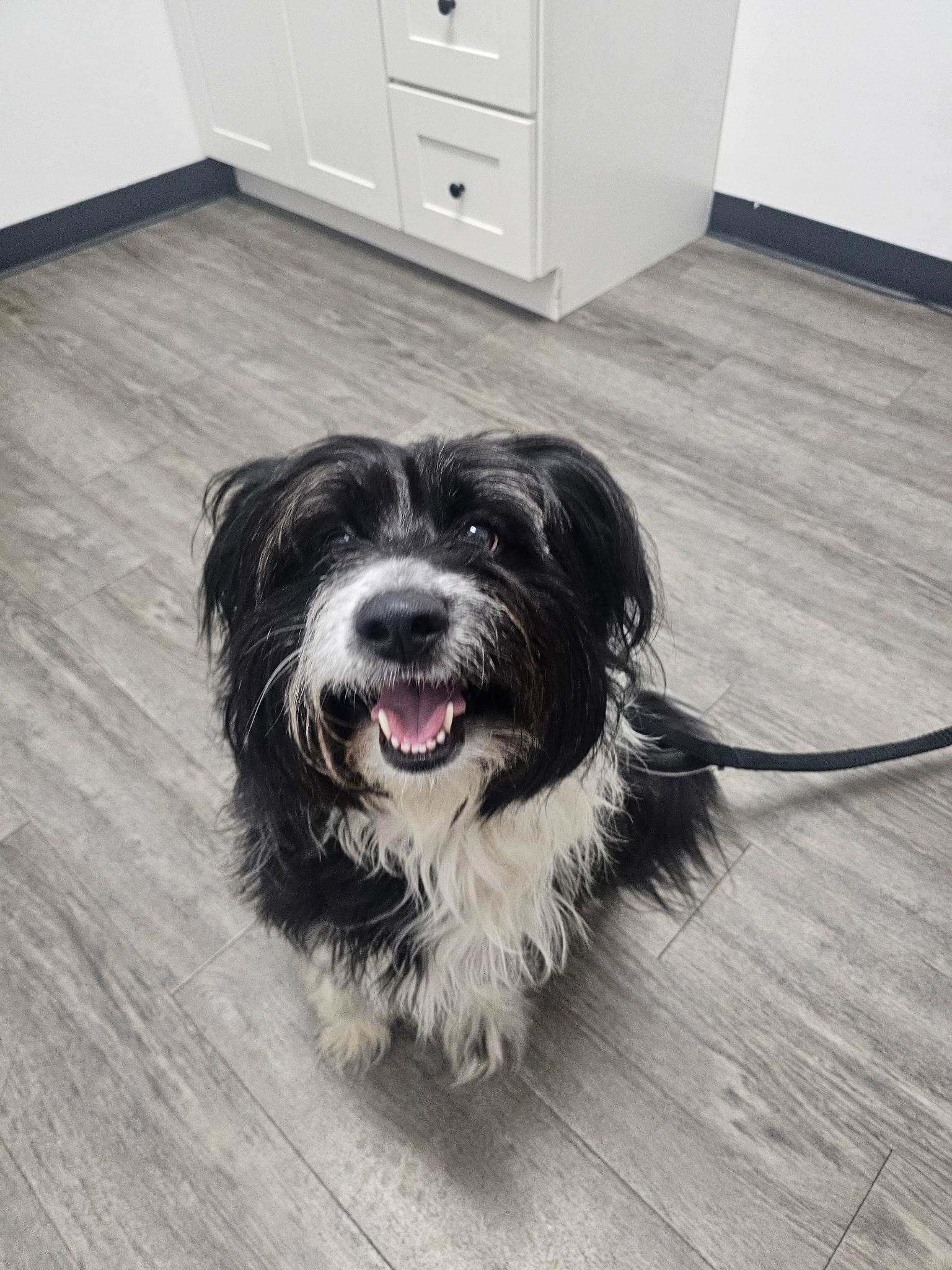 Enlarge Millie, a ADOPTABLE Bearded Collie in Charlotte, NC image 1/4