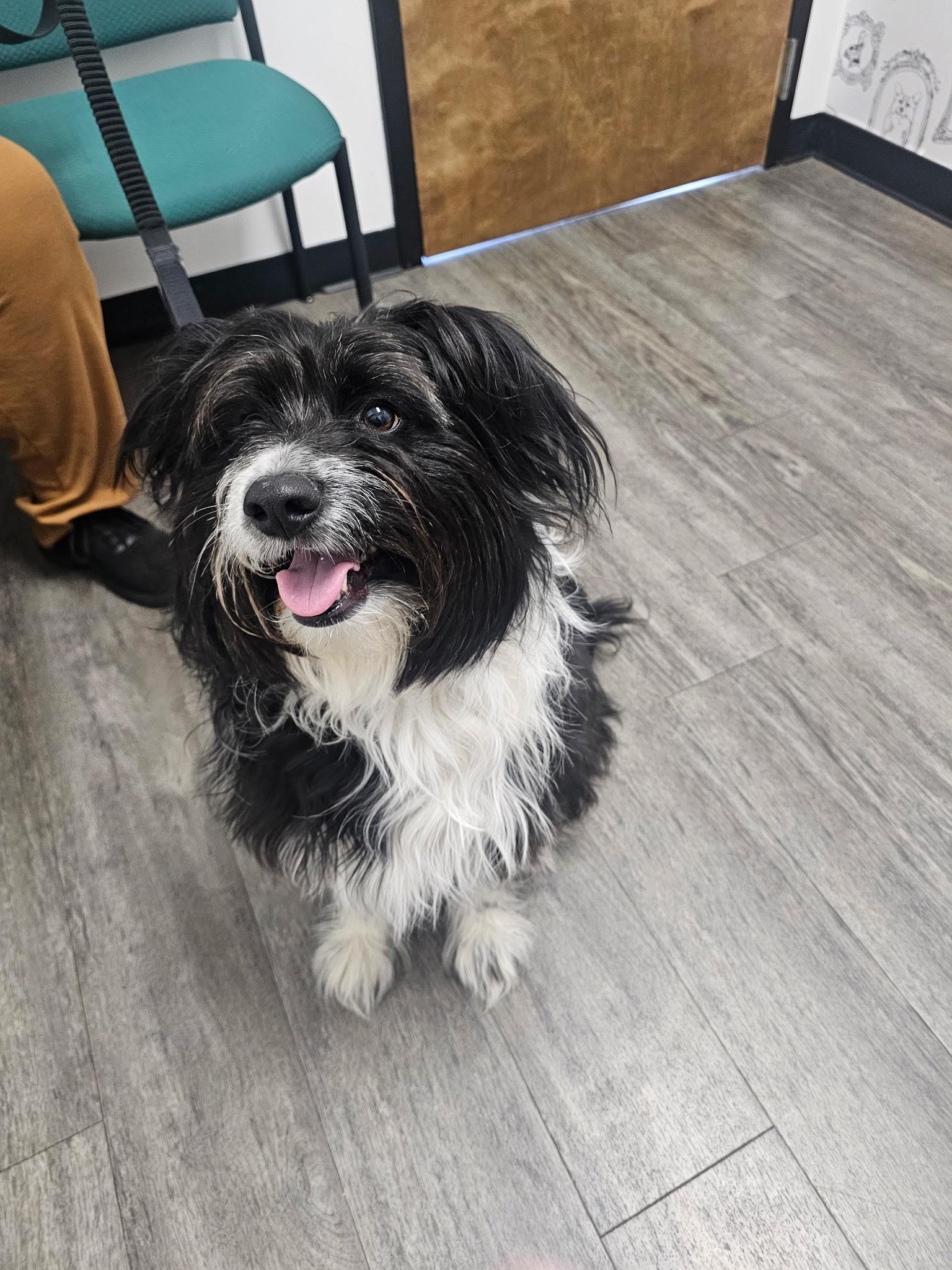 Enlarge Millie, a ADOPTABLE Bearded Collie in Charlotte, NC image 4/4