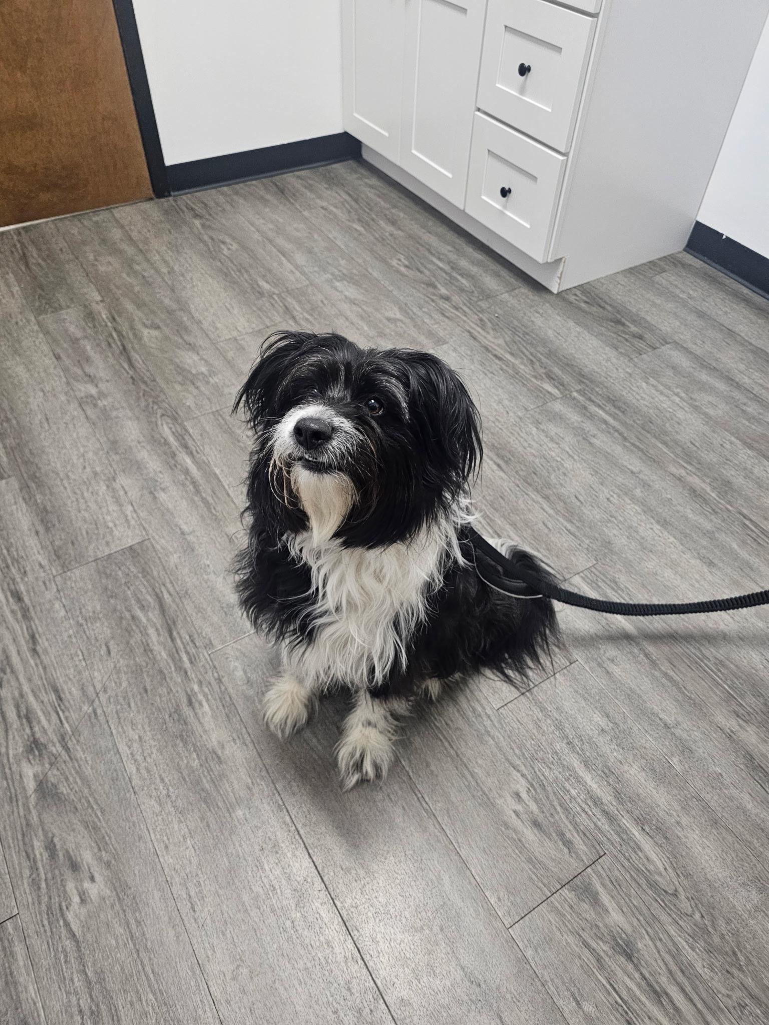 Enlarge Millie, a ADOPTABLE Bearded Collie in Charlotte, NC image 3/4