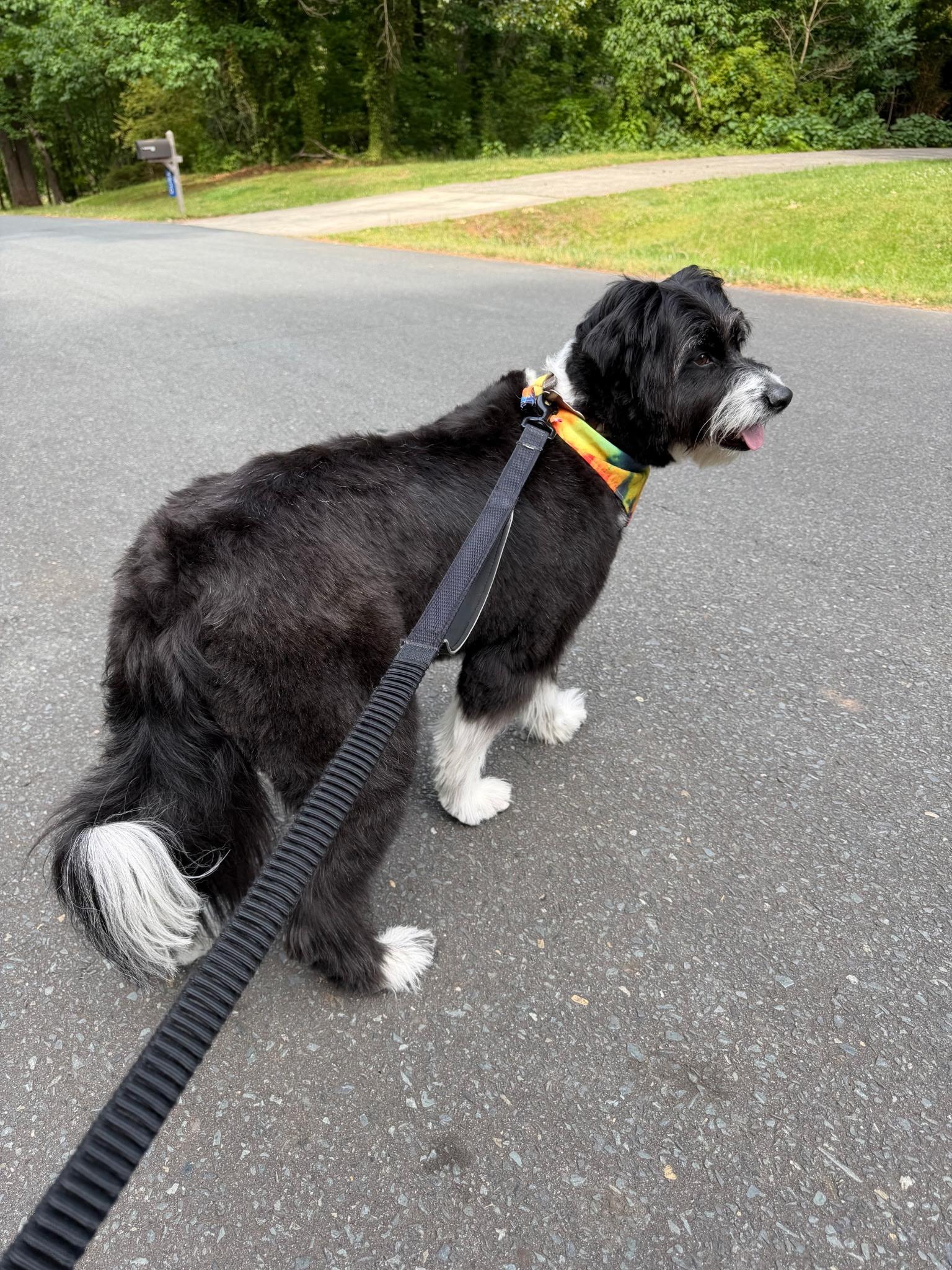 Millie, an adopted Bearded Collie in Charlotte, NC image 6/6