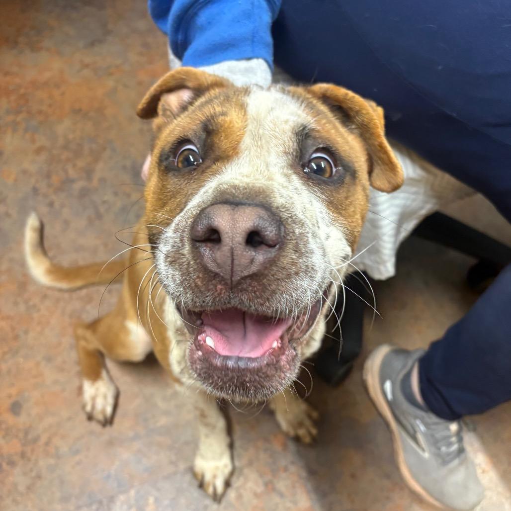 St Nick, Adoptable, Adult Male Pit Bull Terrier.