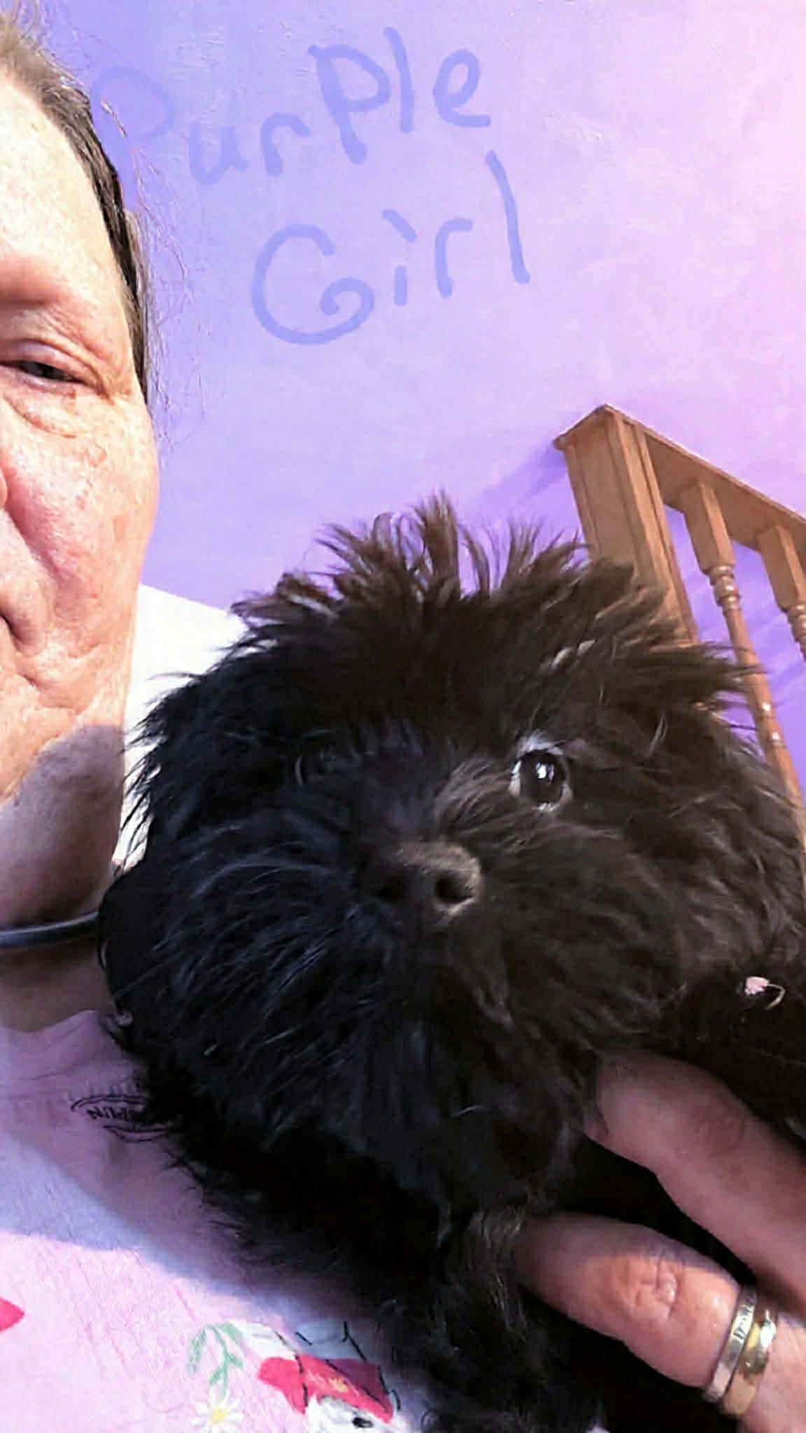 Enlarge Purple Girl, a Adoptable mixed breed in Paoli, IN image 1/1