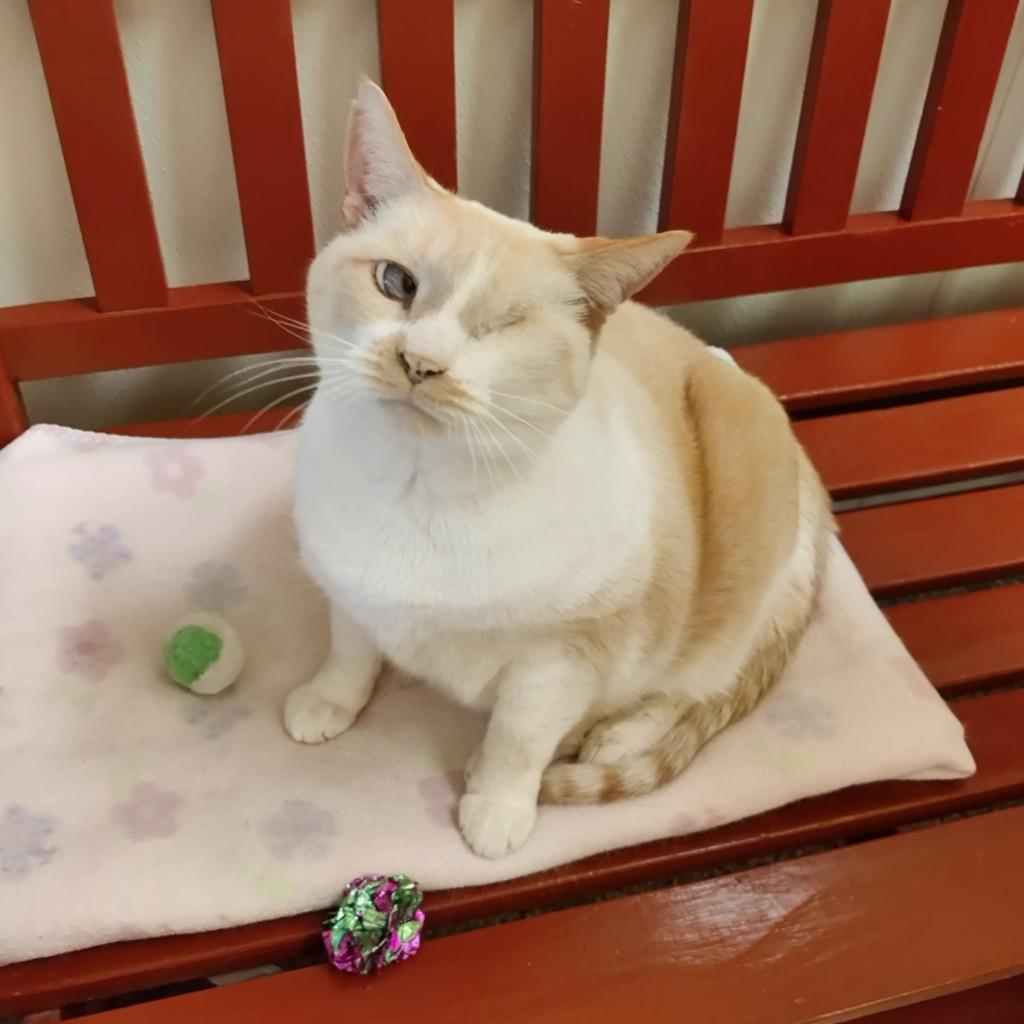 Daphne, a Adoptable mixed breed in Eastsound, WA image 1/6