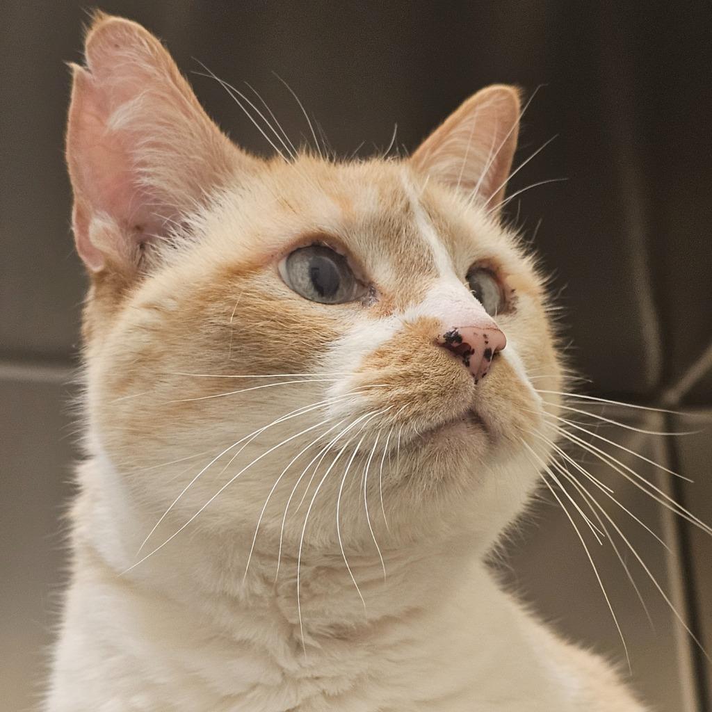 Daphne, a Adoptable mixed breed in Eastsound, WA image 2/6