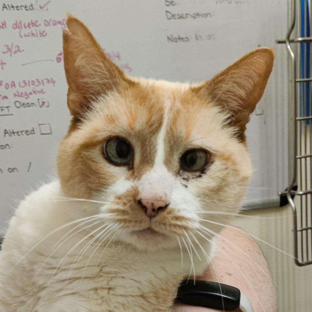 Daphne, a Adoptable mixed breed in Eastsound, WA image 3/6