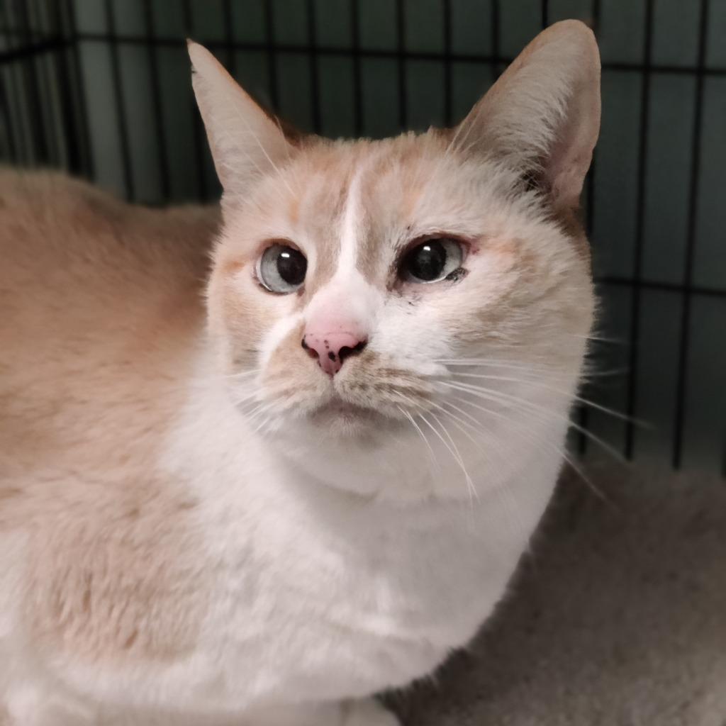 Daphne, a Adoptable mixed breed in Eastsound, WA image 4/6