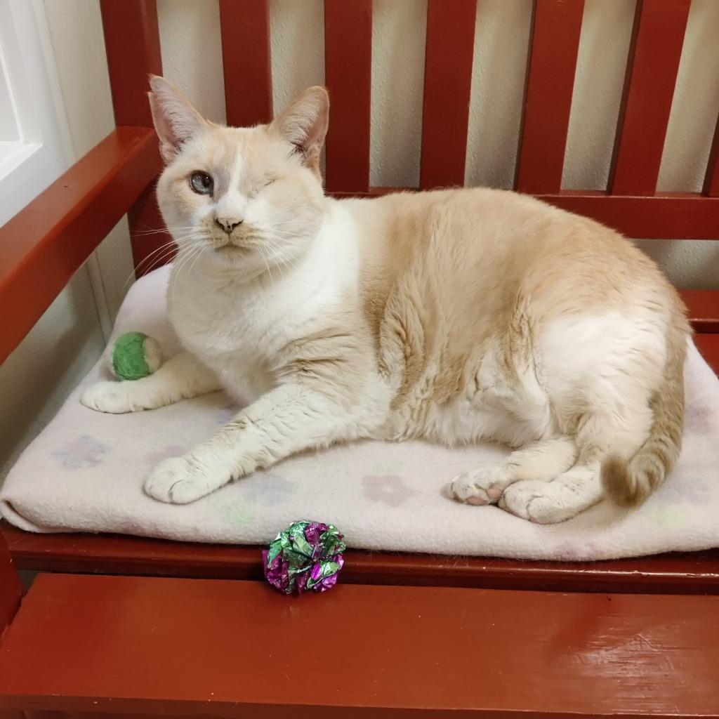 Daphne, a Adoptable mixed breed in Eastsound, WA image 5/6