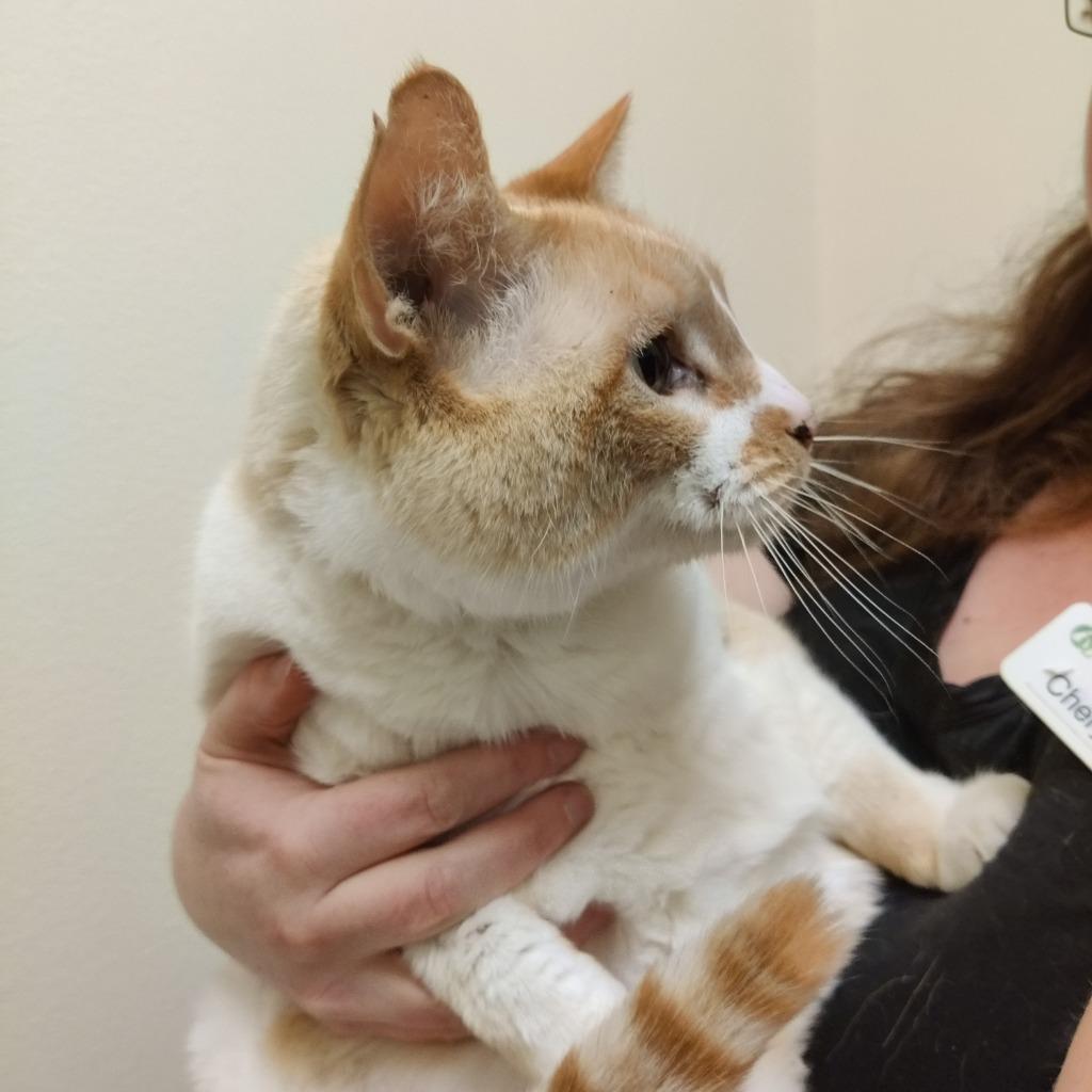 Daphne, a Adoptable mixed breed in Eastsound, WA image 6/6