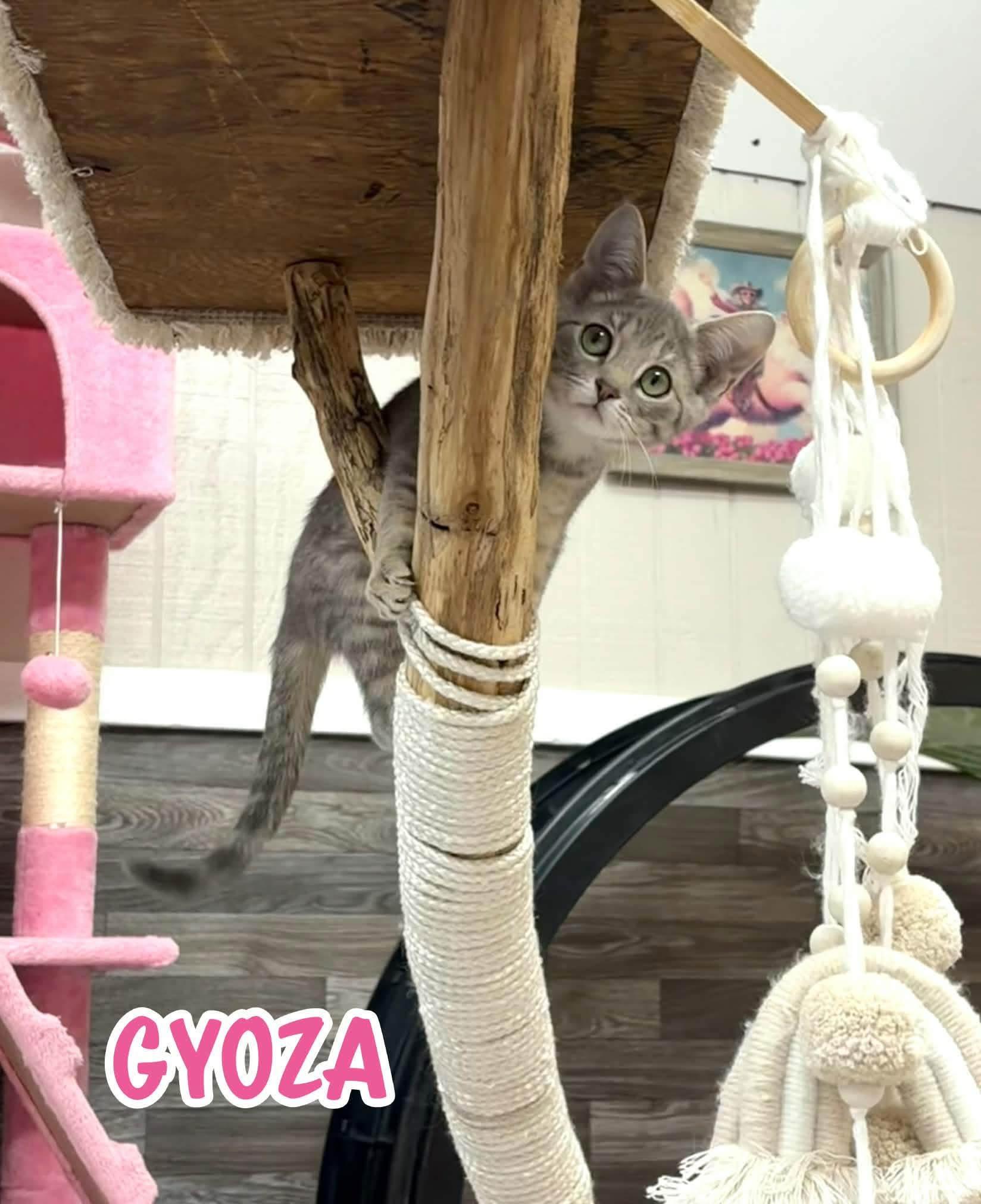 Enlarge Gyoza, a Adoptable Domestic Short Hair in Akron, OH image 1/1