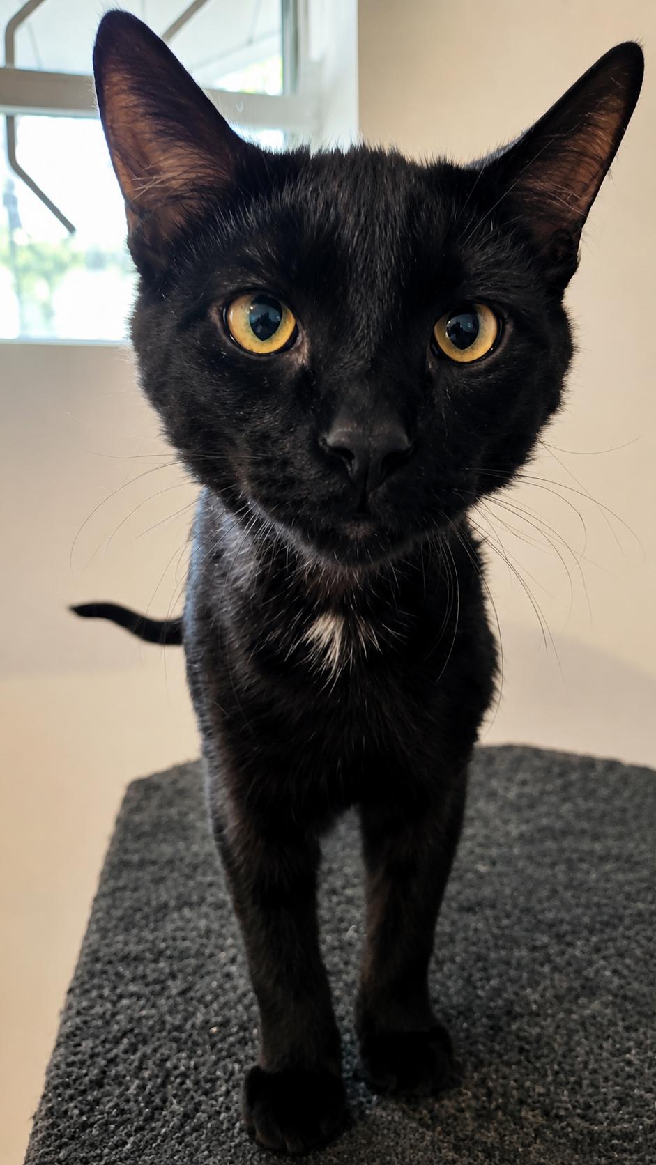 Enlarge Karma, an adopted Domestic Short Hair in Calgary, AB image 2/5