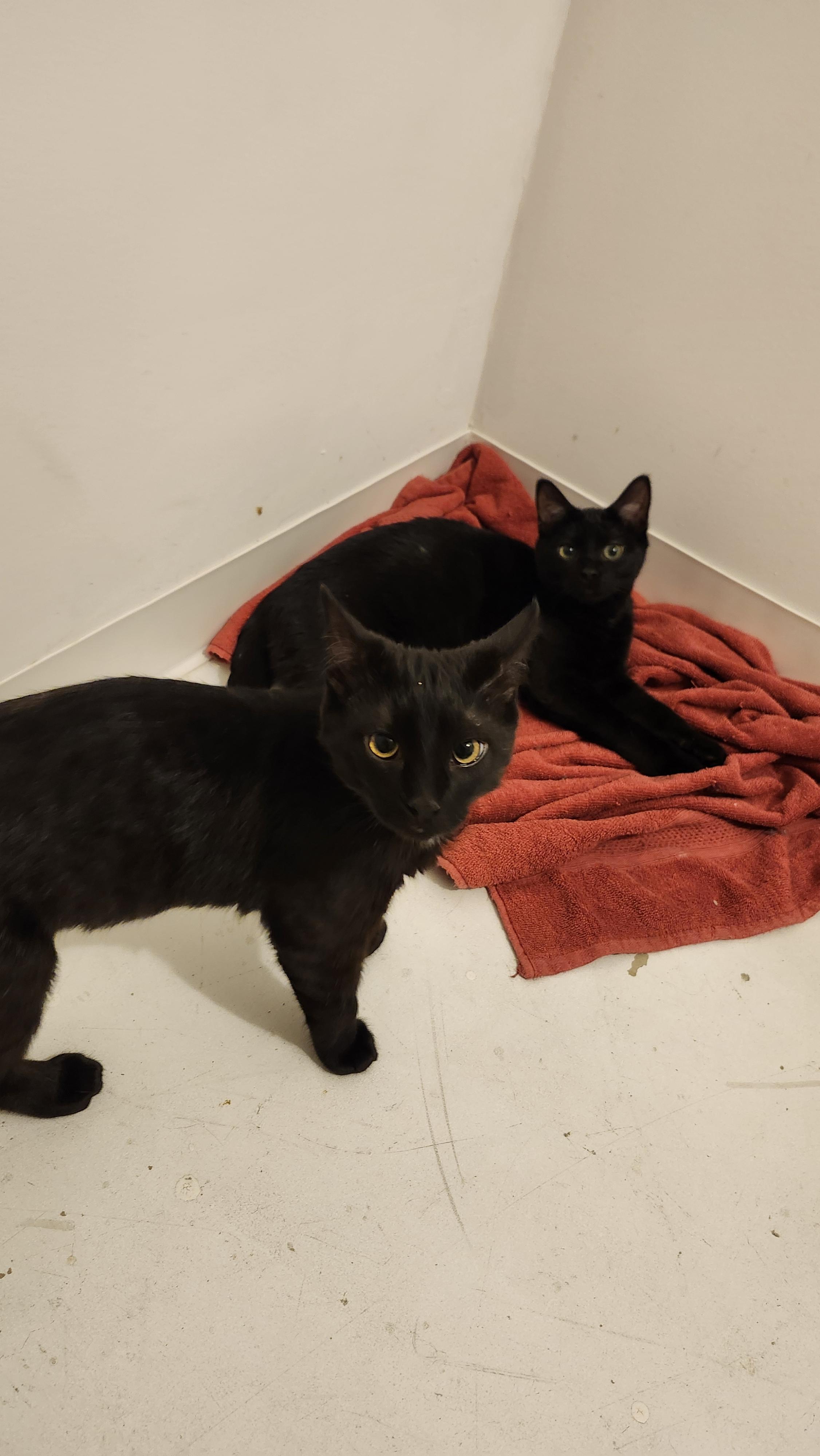 Enlarge Karma, an adopted Domestic Short Hair in Calgary, AB image 3/5