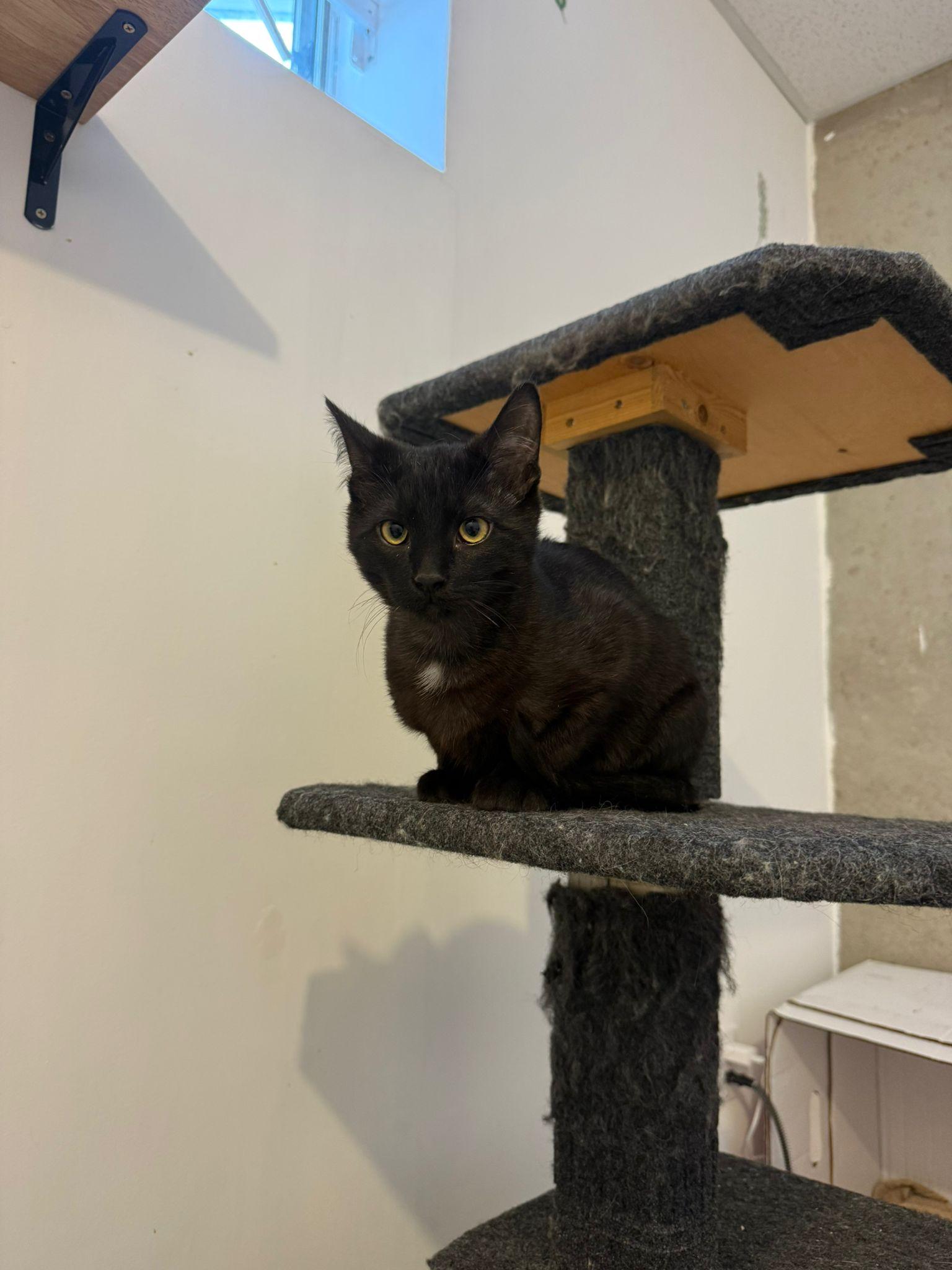 Enlarge Karma, an adopted Domestic Short Hair in Calgary, AB image 5/5