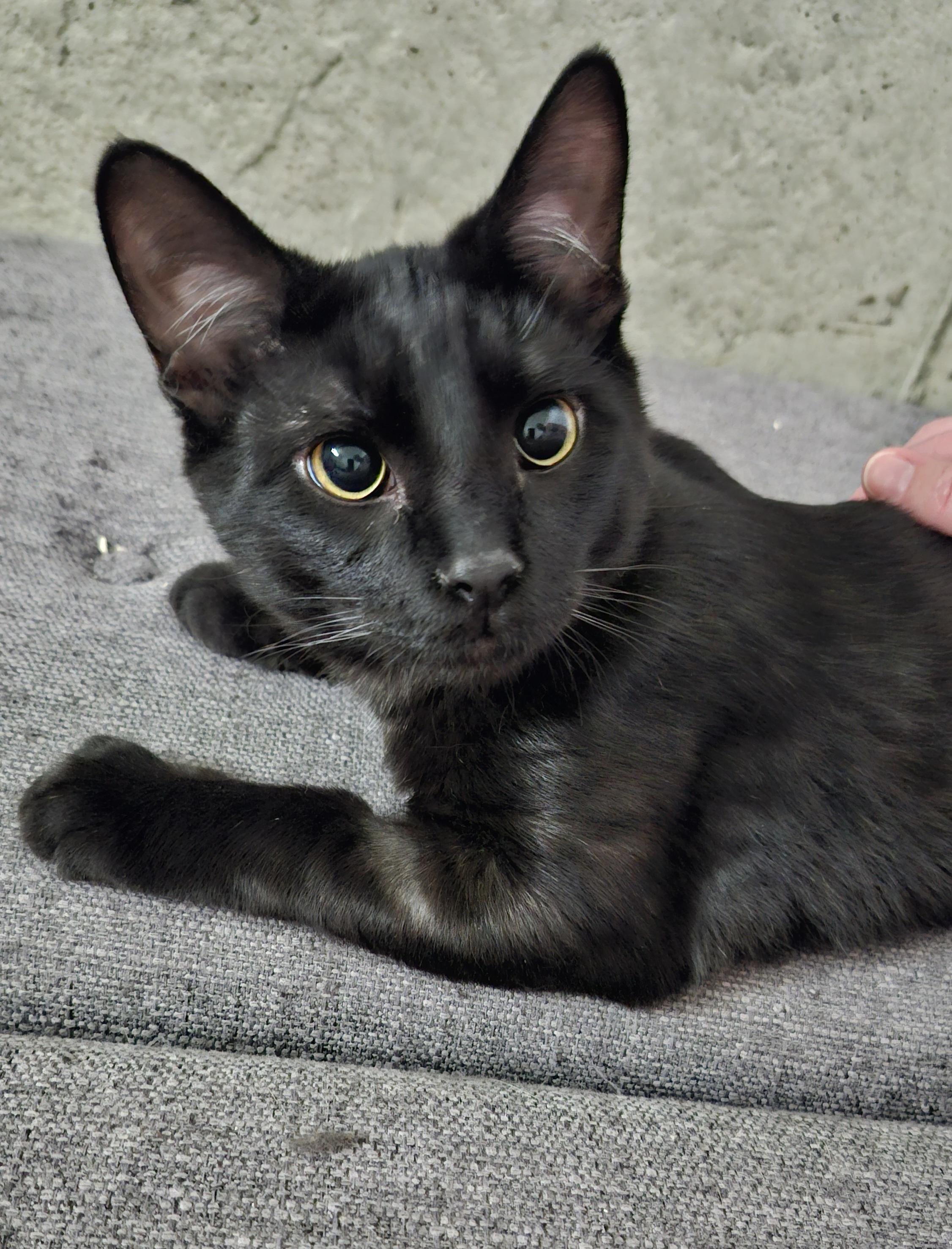 Karma, adopted, Young Male Domestic Short Hair.